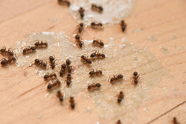 Best Pest Control Near Me  in Hebron Estates, KY